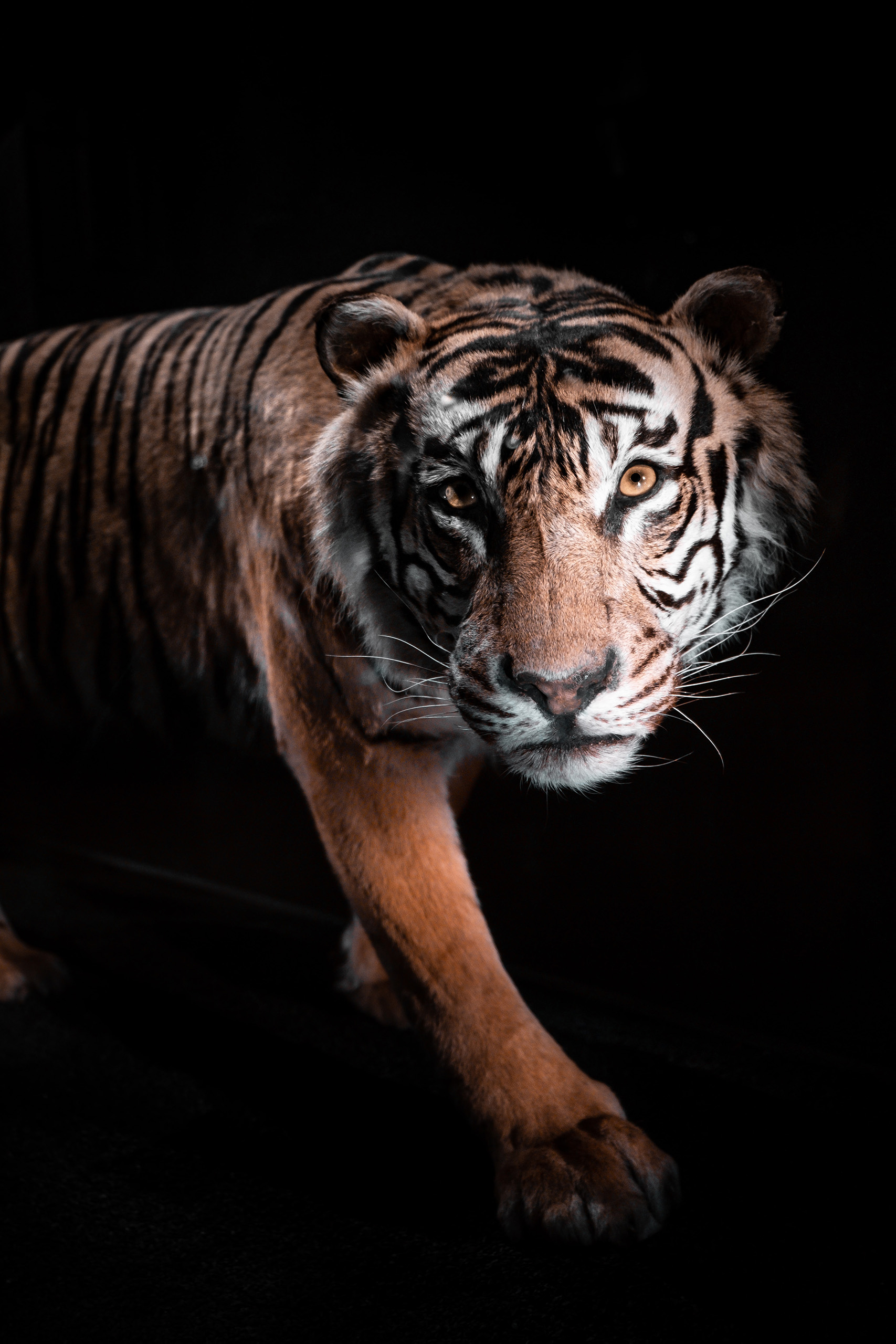 The Year of the Tiger | Danielle Vardaro